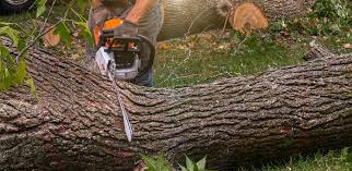 Best Tree and Shrub Care  in Ashtabula, OH