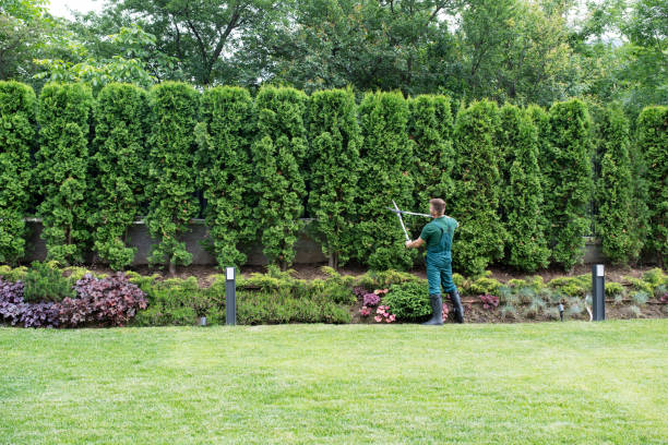 Best Fruit Tree Pruning  in Ashtabula, OH