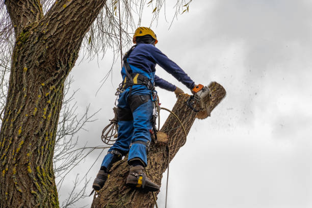 Best Tree Risk Assessment  in Ashtabula, OH