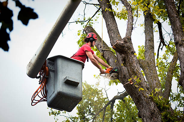 Best Palm Tree Trimming  in Ashtabula, OH